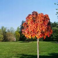 AMBROWIEC NA PNIU JESIENNA TĘCZA W ELEGANCKIEJ FORMIE 90-110 cm