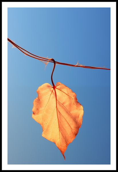 Plakat 56,6x86,4cm Ostatni Liść zdjęcie 3