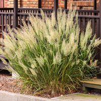 Trzcinnik krótkowłosy Puszyste kłosy Mrozoodporny Sadzonki w doniczkach 1L