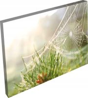 OBRAZ KWIATY dmuchawce pajęczyna widok łąka 120x80