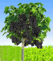 PORZECZKA czarna na pniu W DONICY - sadzonki 80 / 100 cm