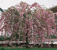 WIŚNIA KIKU SHIDARE szczepiona - sadzonki 130 / 150 CM