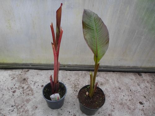 Bananowiec ensete Abisyński Maurelli C1.5 na Arena.pl