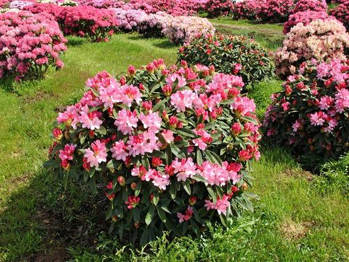 Różanecznik Sneezy C3 E na Arena.pl