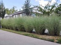 MISKANT chiński Morning Light PIĘKNY srebrzysty!