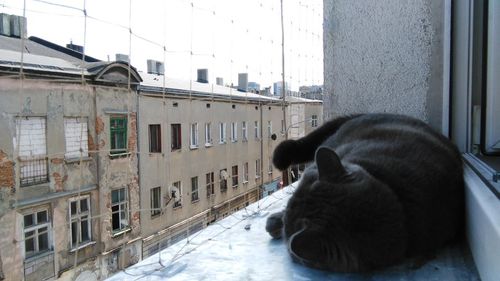 ZACZEPY DO SIATKA NA BALKON DLA KOTA 80 SZT + KLEJ DO KAŻDEGO RODZ. SIATEK na Arena.pl