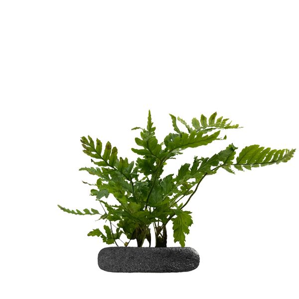 WIO FERNS DRYOPTERIS ERYTHROSORA 'COMPACTA' zdjęcie 1
