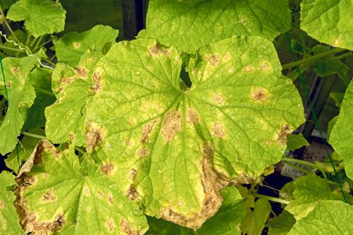 SUM50 SUMIN SCORPION 325 SC GRZYBOBÓJCZY ALTERNARIOZA RDZA MĄCZNIAK 50 ml na Arena.pl