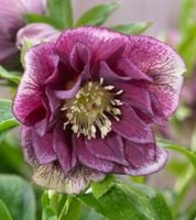 CIEMIERNIK WSCHODNI DOUBLE ELLEN RED - sadzonki w doniczkach