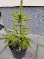 Świerk serbski Picea omorica w doniczce 15/20cm