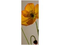 40X100CM KWIAT MAKU GEMMA STILES OBRAZ PION