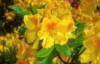 AZALIA słoneczno - żółta - sadzonki 60 / 80 cm