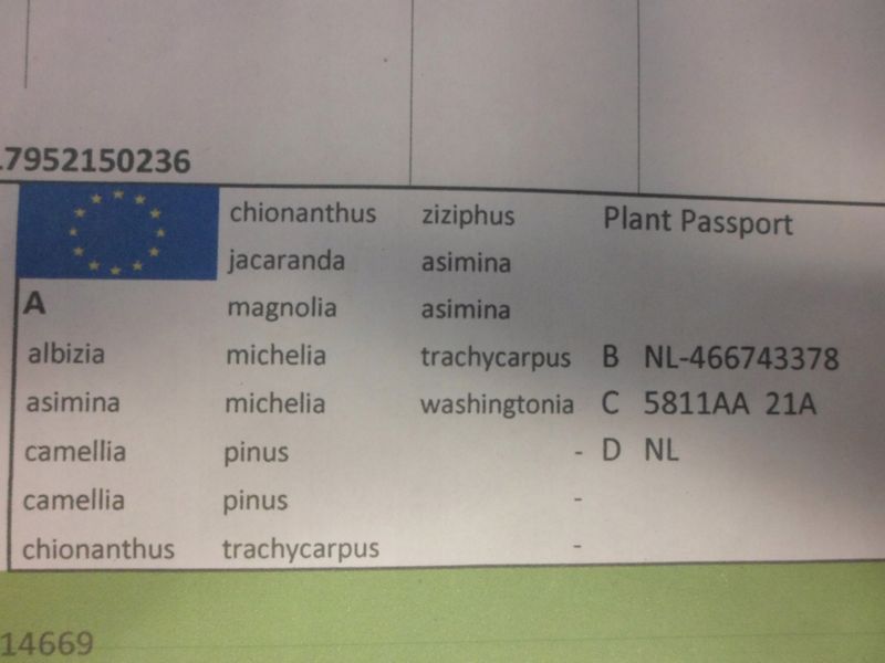 Sosna pinia pinus pinea 40-60cm C2 zdjęcie 6