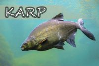 Karp woda turkus – magnes