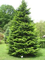 Jodła Olbrzymia Abies Grandis SADZONKI 3lata GK 30-60cm