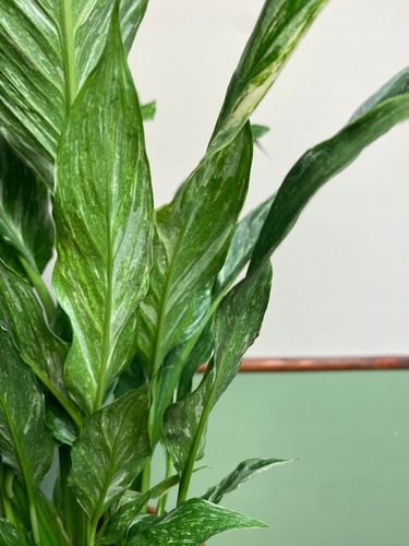 Spathiphyllum Diamond variegated Skrzydłokwiat z biało zielony liśćmi na Arena.pl