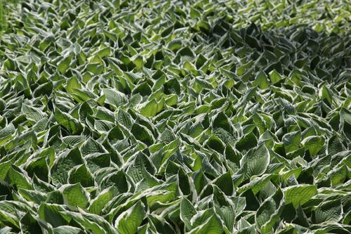 Funkia Hosta 'Crispula' Doniczka 2.0L na Arena.pl