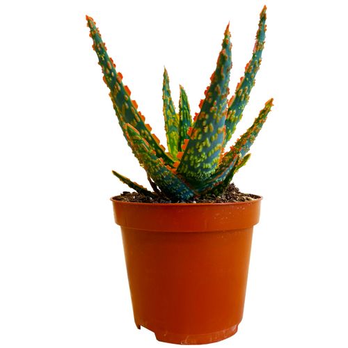 ALOES DANNYZ 15 cm na Arena.pl