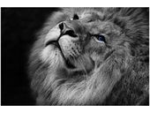 60X40CM SREBRNY LEW NIEBIESKIMI OCZYMA OBRAZ