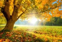 FOTOTAPETA KRAJOBRAZ WIDOK POLANA JESIENNE DRZEWA