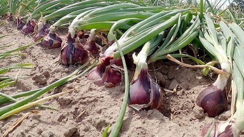 ZIMOWY ZESTAW DO SADZENIA 2x Dymka + Czosnek Harnaś 500g na Arena.pl