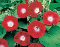 NASIONA Kwiatów Wilec Szkarłatny Czerwony 1g Kwiaty 418300