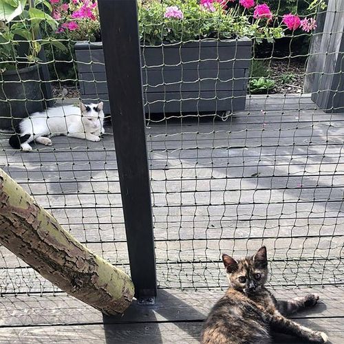 ZESTAW SIATKA NA BALKON DLA KOTA 3x2m Z DRUCIKIEM na Arena.pl