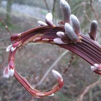 C2 WIERZBA SACHALIŃSK SMOCZA SEKKA SALIX UDENSIS BAZIE 30-50 CM.