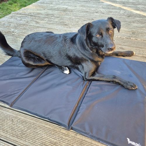 Mata Chłodząca dla Psa Kota Zwierząt Żelowa Składana Legowisko XXL 110x70cm na Arena.pl