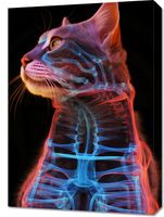 Obraz 50x70cm Anatomia Kota