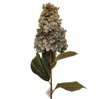 Hortensja duża gałązka zielona