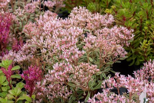 Rozchodnik Tricolor - Sedum spurium na Arena.pl