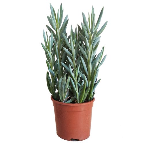 Starzec Senecio Mount Everest 40cm na Arena.pl