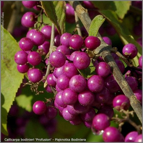 Pięknotka Profusion piękne owoce 20-40cm C2 na Arena.pl