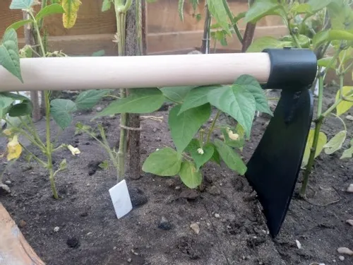 Motyka kuta leśna na Arena.pl