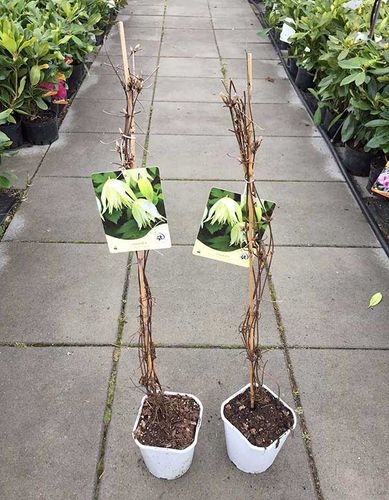 Powojnik Clematis Lemon Beauty ® C2 E na Arena.pl