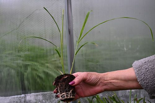 Miskant chiński Zebrinus - Miscanthus sinensis na Arena.pl