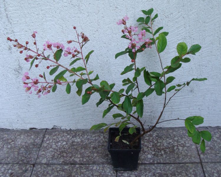 LAGERSTROEMIA EVELINE - sadzonki w doniczkach zdjęcie 3