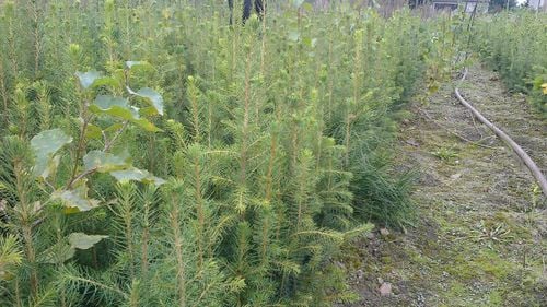 Świerk pospolity sadzonki 15-30 cm komplet 100 sztuk na Arena.pl