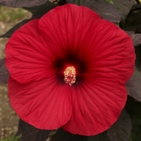 Hibiskus bagienny bylinowy 'Holy Grail' Czerwony Czerwone Liście (Hibiscus)