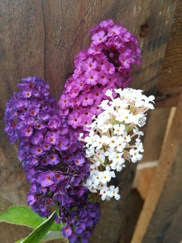 BUDLEJA TRÓJKOLOROWA ZESTAW 3 SADZONEK - MIODODAJNY MOTYLI KRZEW na Arena.pl