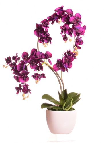 Storczyk purpurowy w ceramicznej donicy na Arena.pl