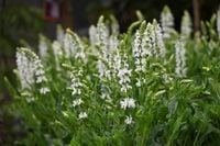Szałwia omszona Schneehugel - Salvia nemorosa