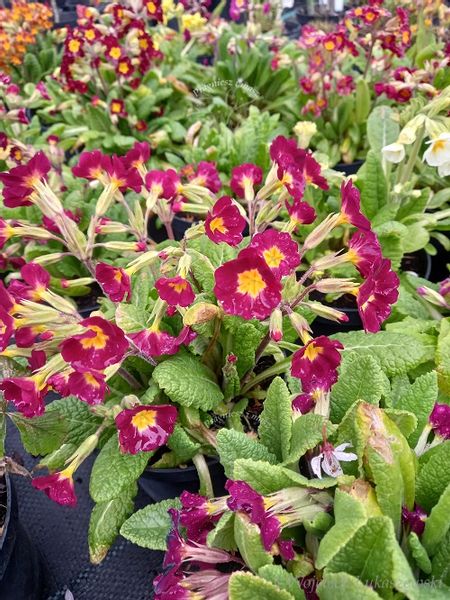 Pierwiosnek wyniosły mix sadzonka zwiastun wiosny zdjęcie 2