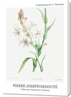 Obraz 70x100cm Design Polianthes Tuberosa, Redoute Vintage do Salonu