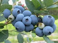 Borówka amerykańska wysoka PATRIOT Duży owoc Sadzonki w doniczkach C2