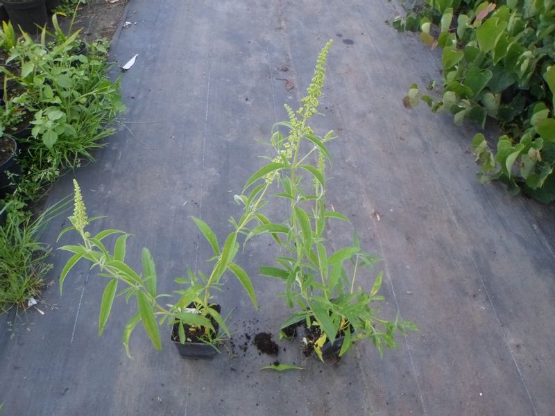 Budleja biała White Profusion P9 zdjęcie 7