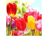 50X50CM ŻÓŁTY TULIPAN OBRAZ