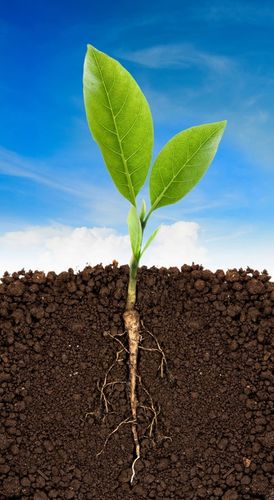 BIOVITA ZIEMIA UNIWERSALNA DO KWIATÓW ROŚLIN 50L na Arena.pl