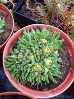 Delosperma congestum na skalniak i taras